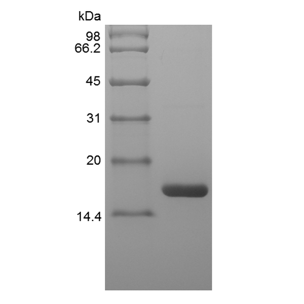 Recombinant Equine Interleukin-1 Receptor Antagonist Protein