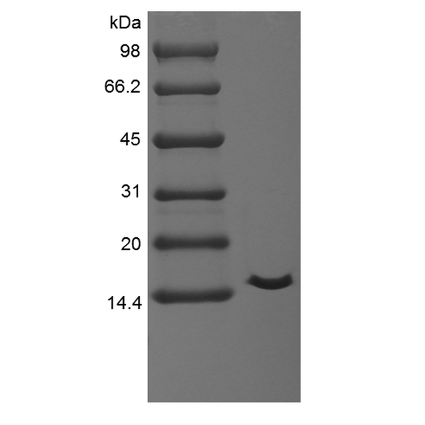 Recombinant Equine Interleukin-2 Cys141Ser