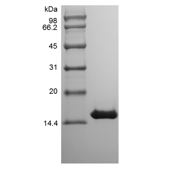 Recombinant Equine Interferon-gamma