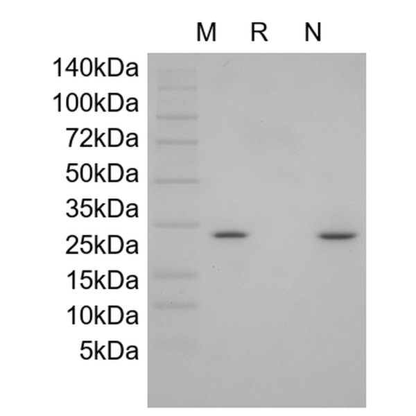 Recombinant Human Novel Neurtrophin-1/B-Cell Stimulating Factor-3