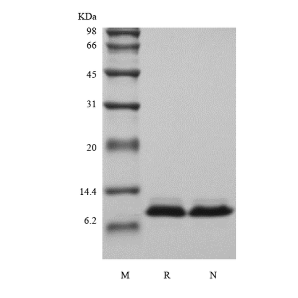Recombinant Human NT-pro-BNP