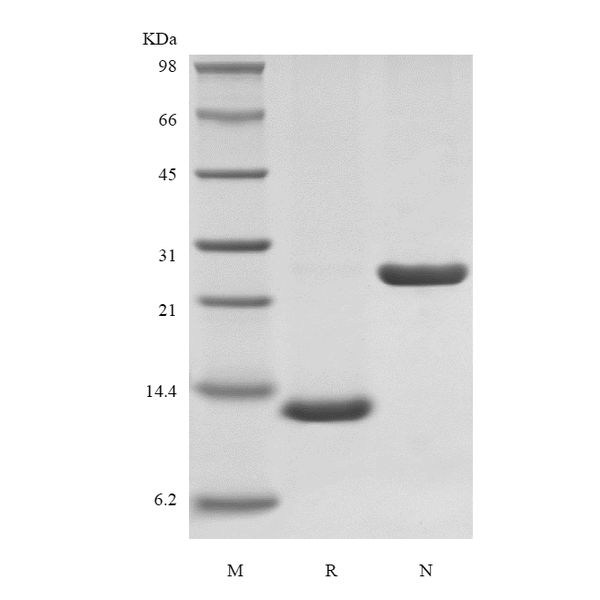 Recombinant Rhesus Macaque Interleukin-5