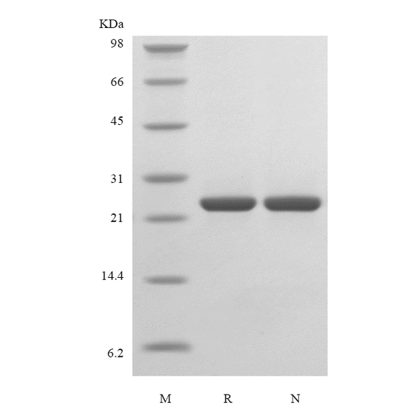Recombinant Murine Fibroblast Growth Factor 17
