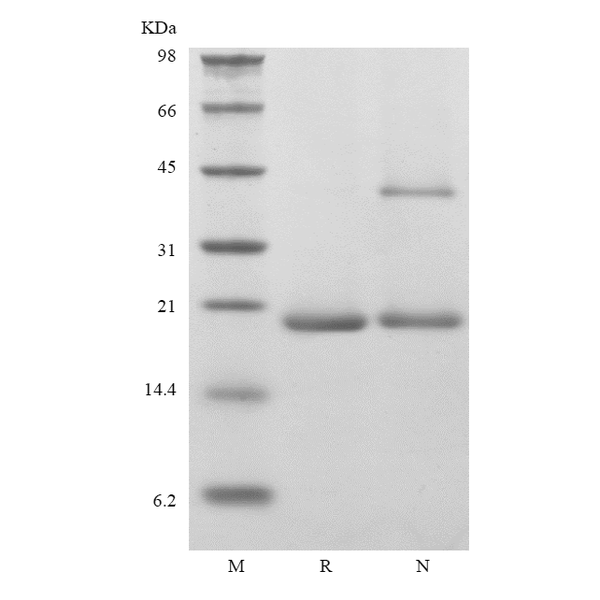 Recombinant Murine Neuropoietin