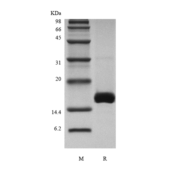 Recombinant Murine Growth Differentiation Factor 7/Bone Morphogenetic Protein-12