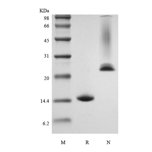 Recombinant Murine Growth Differentiation Factor 5/Bone Morphogenetic Protein-14