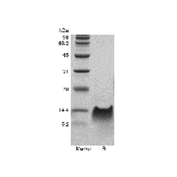Recombinant Murine Beta-defensin 14