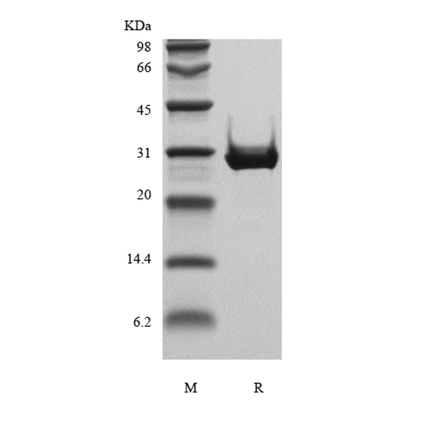 Recombinant Human Insulin-like Growth Factor-Binding Protein 4, Insect Cells Derived