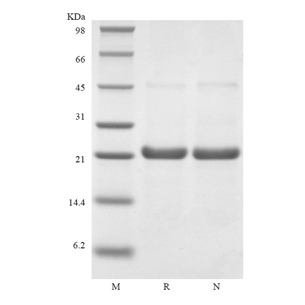 Recombinant Rhesus Macaque Interleukin-6