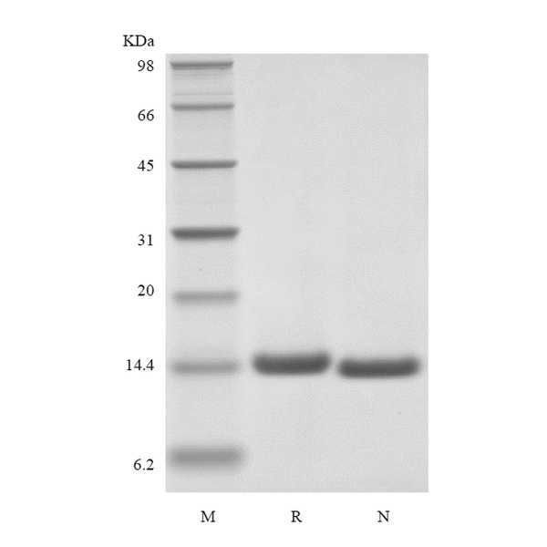 Recombinant Human Interleukin-2 Cys125Ser