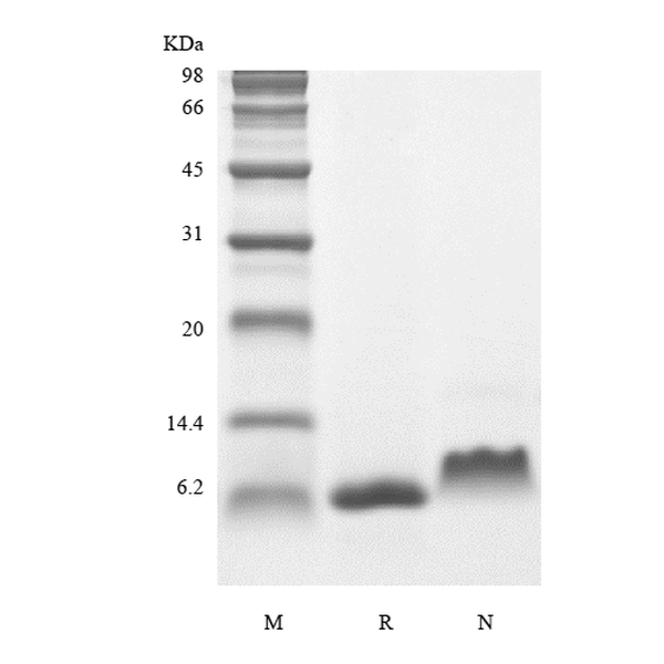 Recombinant Human Insulin-like Growth Factor-1 V44M