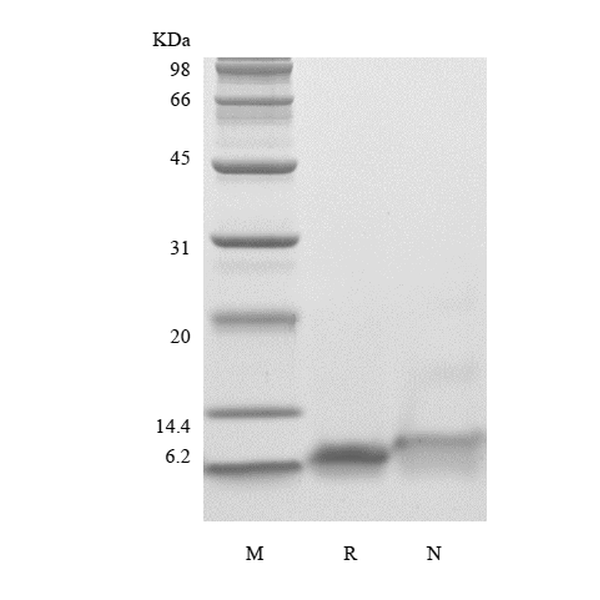 Recombinant Human Insulin-like Growth Factor-1 R36Q
