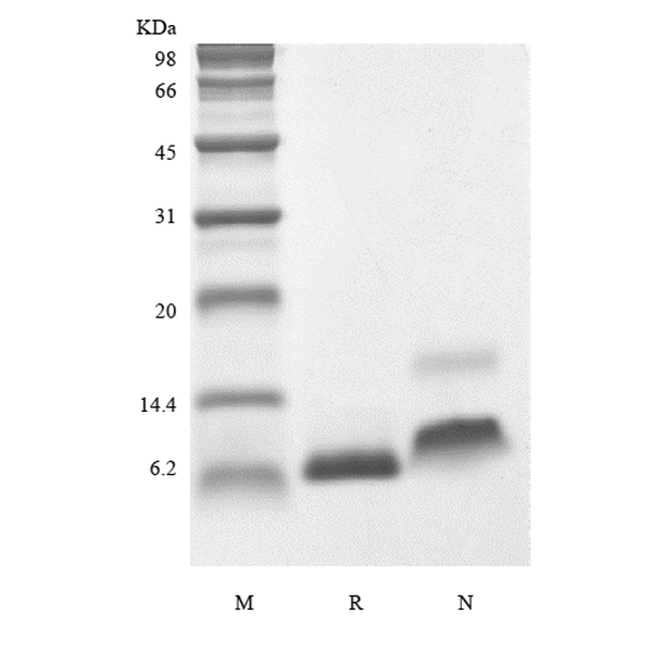 Recombinant Human Insulin-like Growth Factor-1 A70T