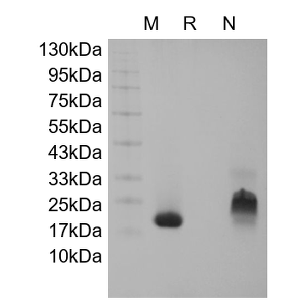 Recombinant Human Growth Regulated Protein-beta/CXCL2