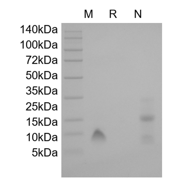 Recombinant Human Platelet Factor-4/CXCL4