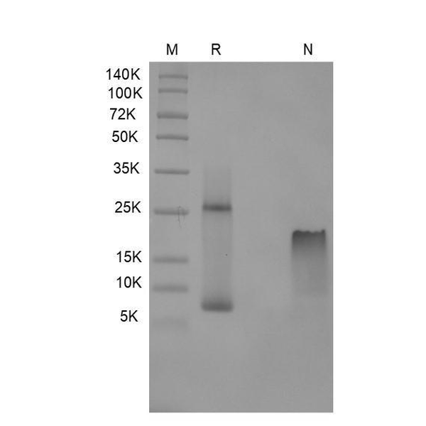 Recombinant Human Granulocyte Chemotactic Protein 2/CXCL6