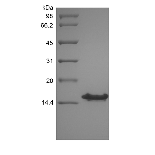 Recombinant Human Stromal-Cell Derived Factor-1 gamma/CXCL12 gamma