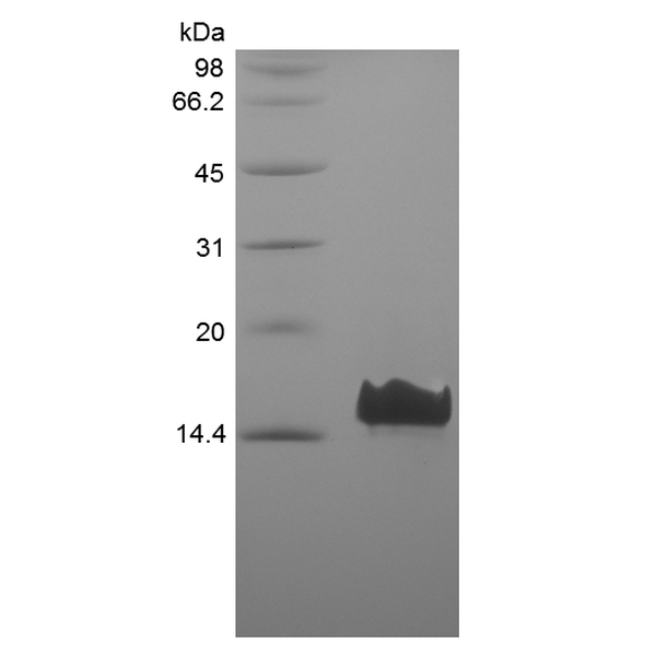 Recombinant Human VEGF Co-regulated Chemokine 1/CXCL17