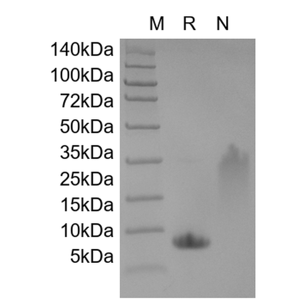 Recombinant Human Macrophage Inflammatory Protein-1 alpha/CCL3