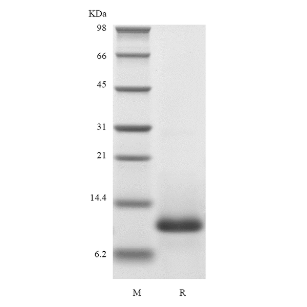 Recombinant Human Eotaxin/CCL11