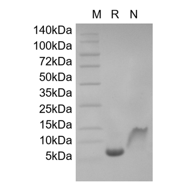 Recombinant Human Macrophage Inflammatory Protein-5/CCL15