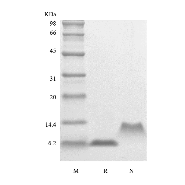Recombinant Human Macrophage Inflammatory Protein-5, 68a.a./CCL15