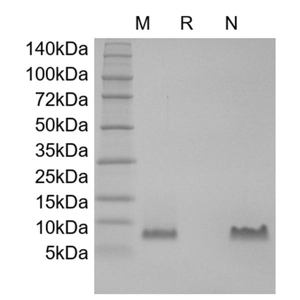 Recombinant Human Macrophage-Derived Chemokine/CCL22