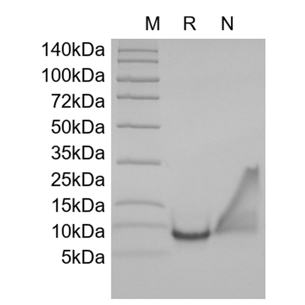 Recombinant Human Macrophage Inflammatory Protein-3/CCL23