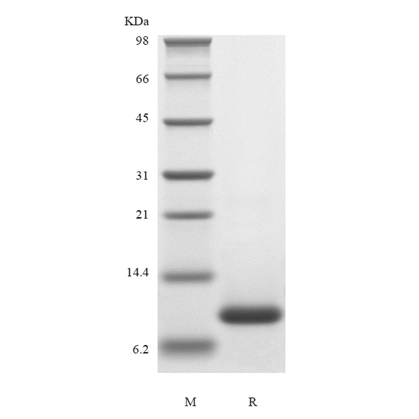 Recombinant Human Eotaxin-2/CCL24