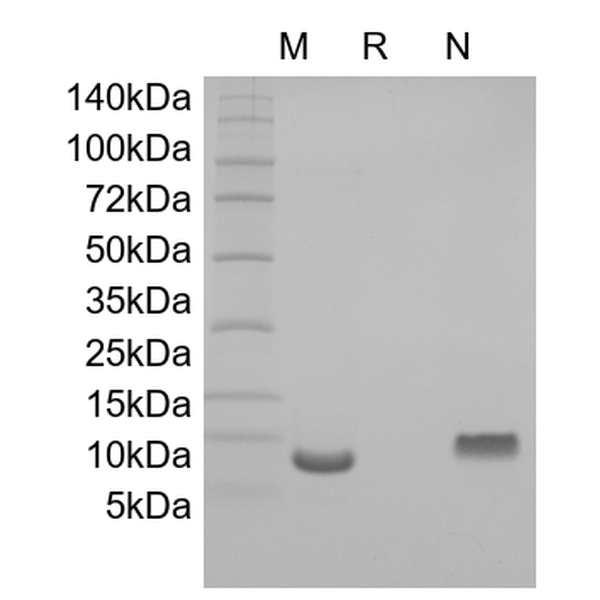 Recombinant Human Cuteaneous T-cell Attracting Chemokine/CCL27