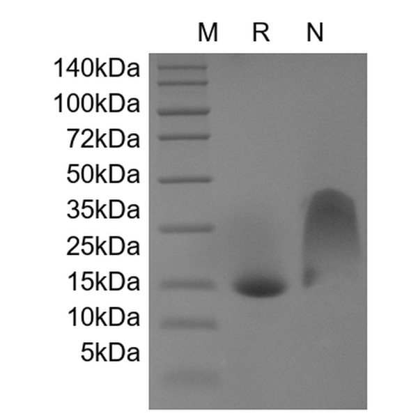 Recombinant Human Mucosae-associated Epithelial Chemokine/CCL28