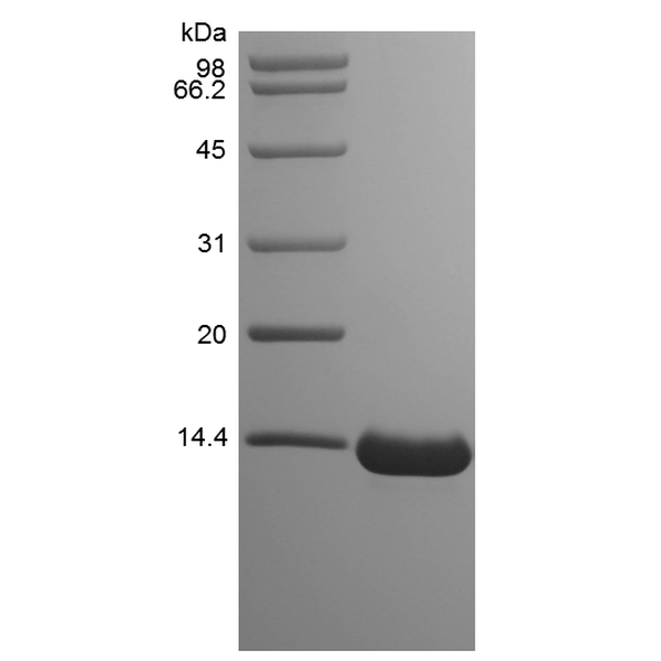Recombinant Human Chemokine-like protein TAFA-2