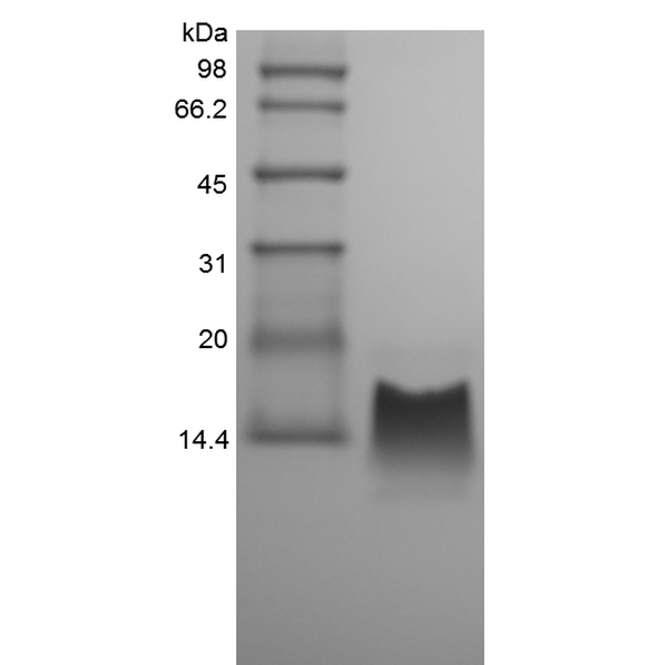 Recombinant Rhesus Macaque gamma-Interferon Inducible Protein 10/CXCL10