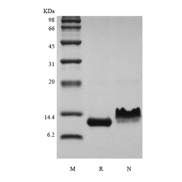 Recombinant Rhesus Macaque Eotaxin/CCL11