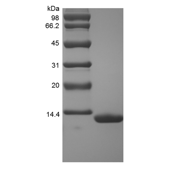 Recombinant Rhesus Macaque Serum Amyloid A1