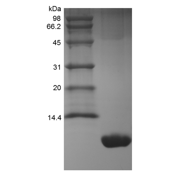 Recombinant Murine KC/CXCL1