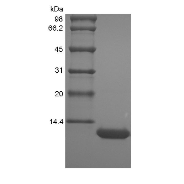 Recombinant Murine LPS-induced CXC Chemokine/CXCL5