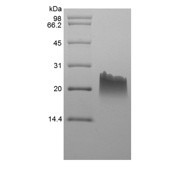 Recombinant Murine Monokine Induced by Interferon-gamma/CXCL9