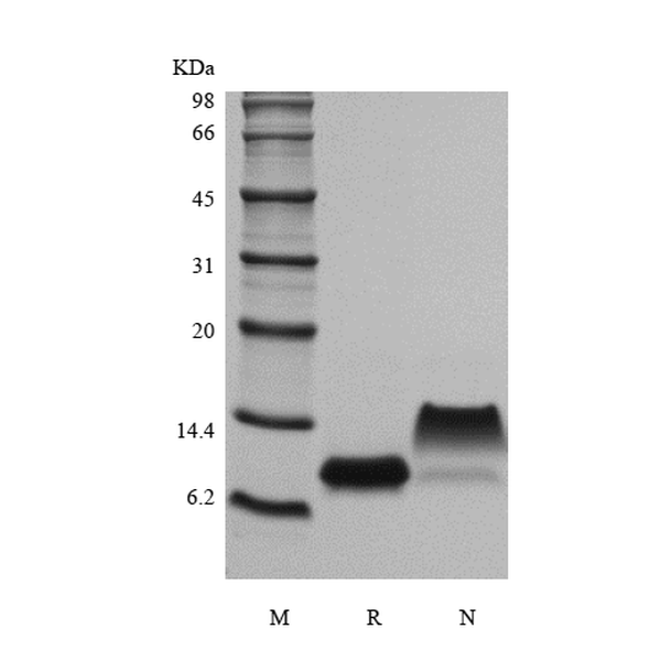Recombinant Murine gamma-Interferon Inducible Protein 10/CXCL10