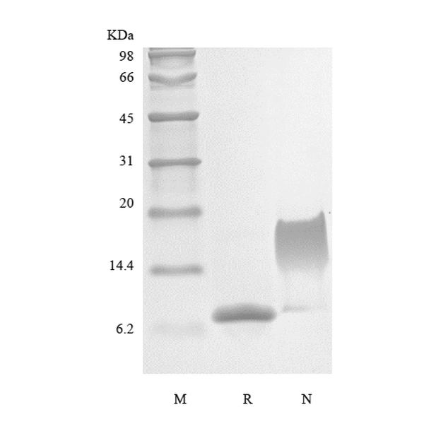 Recombinant Murine Stromal-Cell Derived Factor-1 alpha/CXCL12α