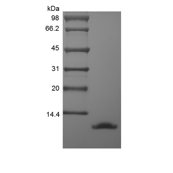 Recombinant Murine Macrophage Inflammatory Protein-1 alpha/CCL3