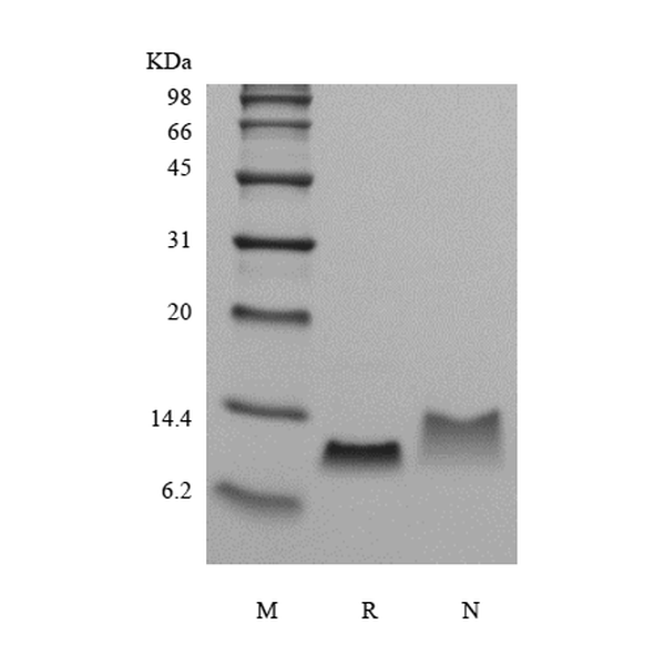 Recombinant Murine Macrophage Inflammatory Protein-1 beta/CCL4