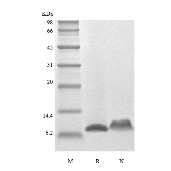 Recombinant Murine Regulation upon Activation Normal T cell Express Sequence/CCL5