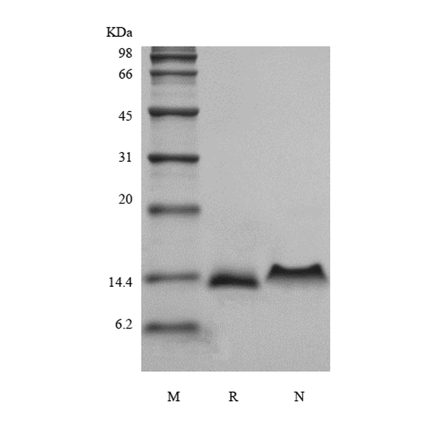 Recombinant Murine Protein C10/CCL6