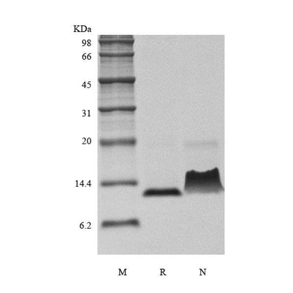 Recombinant Murine Monocyte Chemotactic Protein-3/CCL7