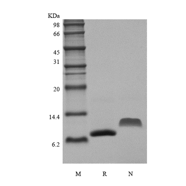 Recombinant Murine Monocyte Chemotactic Protein-2/CCL8