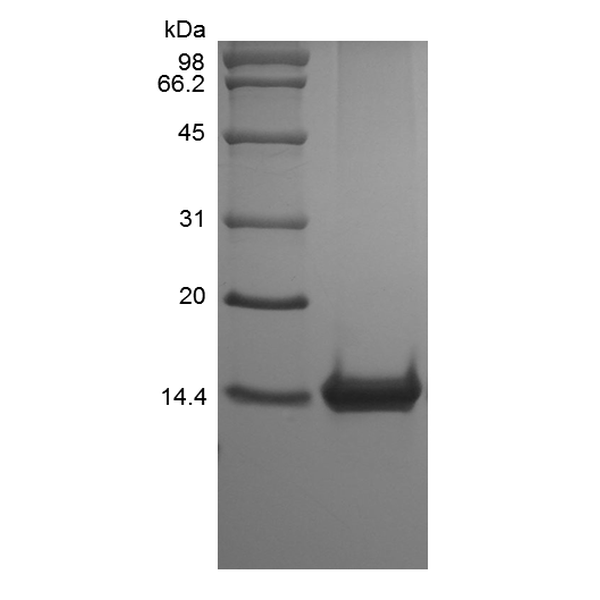 Recombinant Murine Macrophage Inflammatory Protein-1 gamma/CCL9/CCL10