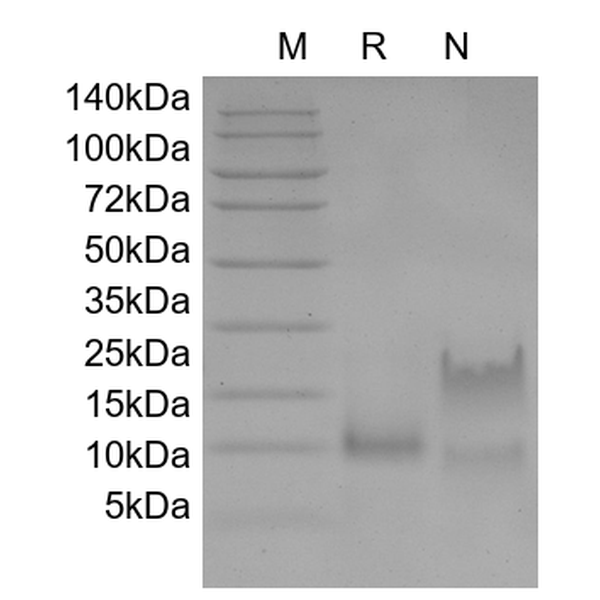 Recombinant Murine Eotaxin/CCL11
