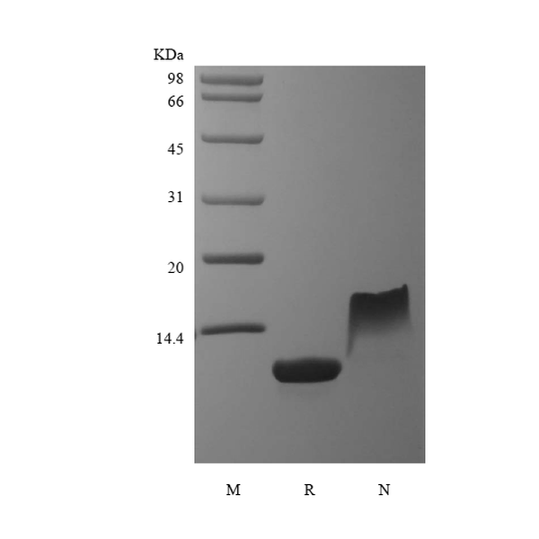 Recombinant Murine Thymus and Activation Regulated Chemokine/CCL17