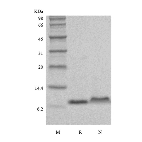 Recombinant Murine Macrophage Inflammatory Protein-3 alpha/CCL20